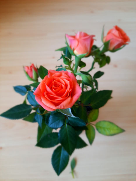 trandafir mini - 06___FLORI 2020