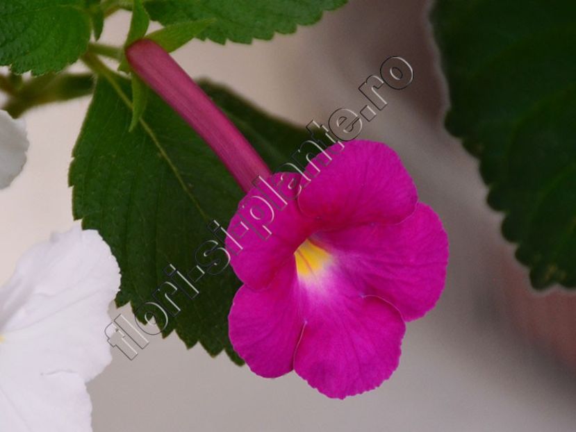 Achimenes BriD s Hidi - ACHIMENES III