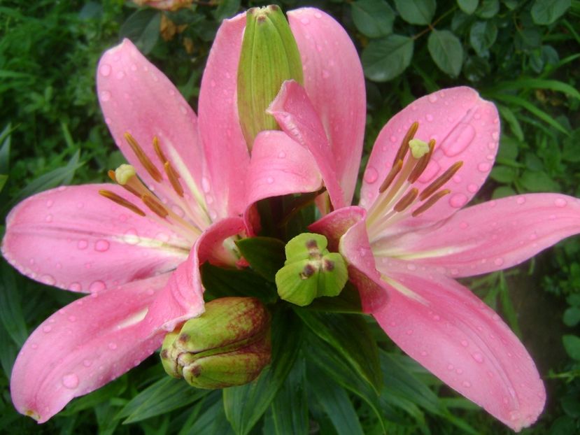  - 0 Crini 2016 -2020