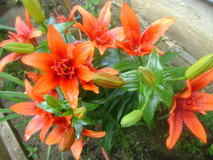  - 0 Crini 2016 -2020