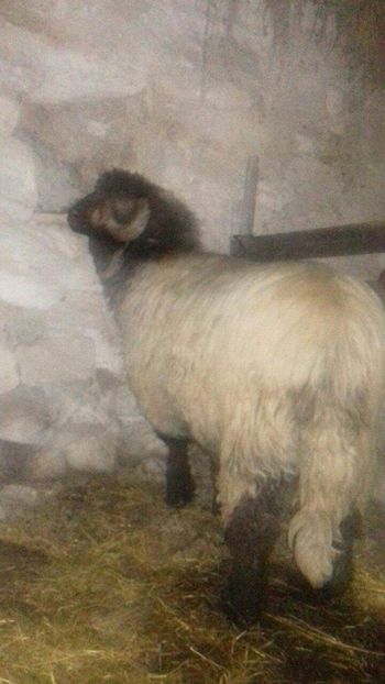 received_1340199532780889 - berbeci bucalai