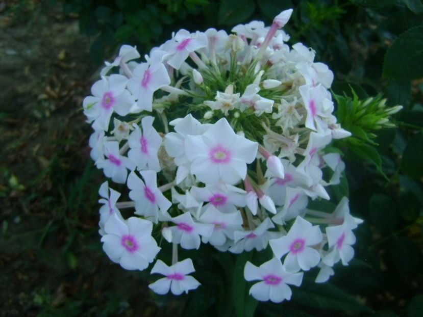  - 0 Phlox