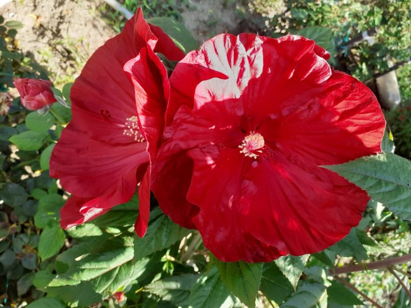  - Hibiscus moscheutos 2019-2020