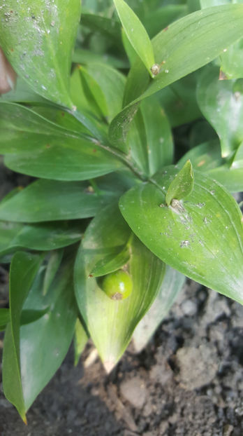 ruscus hypoglossum - Gradina si terasa PrimaLuce_7-Hello 2020