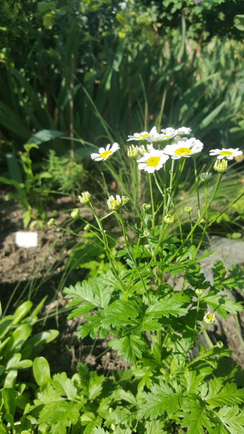 Tanacetum parthenium(Spilcuță) - Gradina si terasa PrimaLuce_7-Hello 2020