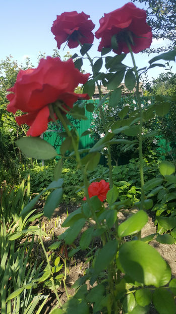 rosa - teahybrid rosu - Gradina si terasa PrimaLuce_7-Hello 2020