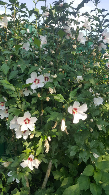 hibiscus siriacus var.(Zămoșiță) - Gradina si terasa PrimaLuce_7-Hello 2020