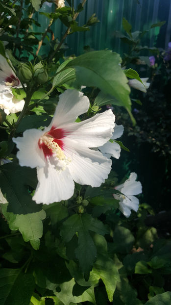 hibiscus siriacus var.(Zămoșiță) - Gradina si terasa PrimaLuce_7-Hello 2020