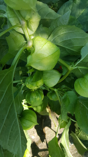 physalis alkekengi (păpălău) - Gradina si terasa PrimaLuce_7-Hello 2020