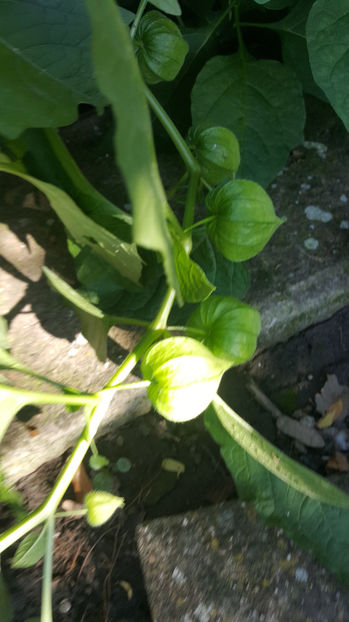 physalis alkekengi (păpălău) - Gradina si terasa PrimaLuce_7-Hello 2020