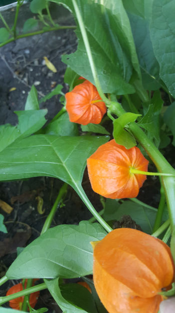 physalis alkekengi (papalau) - Gradina si terasa PrimaLuce_7-Hello 2020