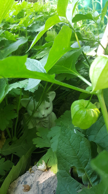 physalis alkekengi (păpălău) - Gradina si terasa PrimaLuce_7-Hello 2020