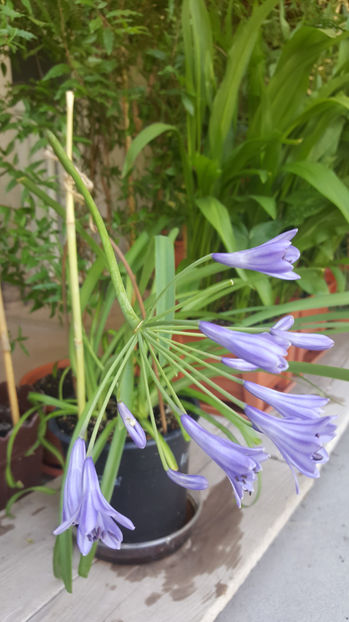 agapanthus africanus - Gradina si terasa PrimaLuce_7-Hello 2020