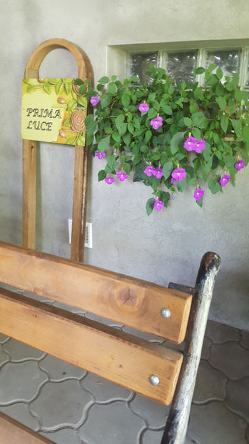 achimenes lilac - Gradina si terasa PrimaLuce_7-Hello 2020