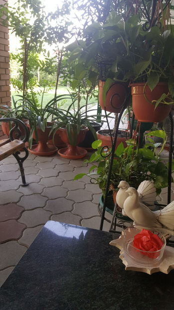 august 2020 - Gradina si terasa PrimaLuce_7-Hello 2020