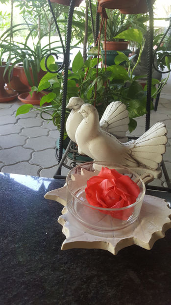 august 2020 - Gradina si terasa PrimaLuce_7-Hello 2020