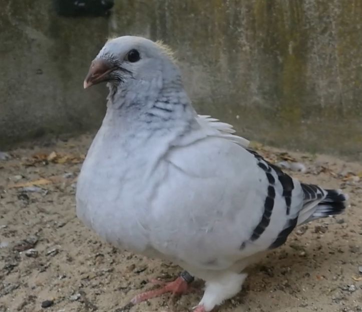 PL20-JRS 33 (F.) ARCHIWUM - g- MLODE-2020 - Youth