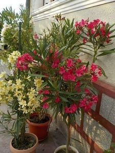 113671634_ZIBKLAK (1) - tandemuri