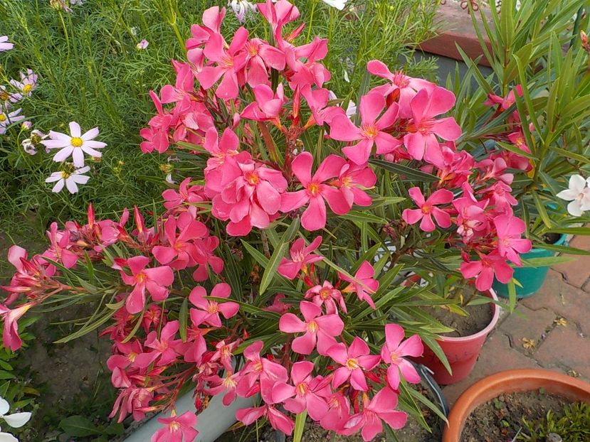  - papa gambeta nr 17