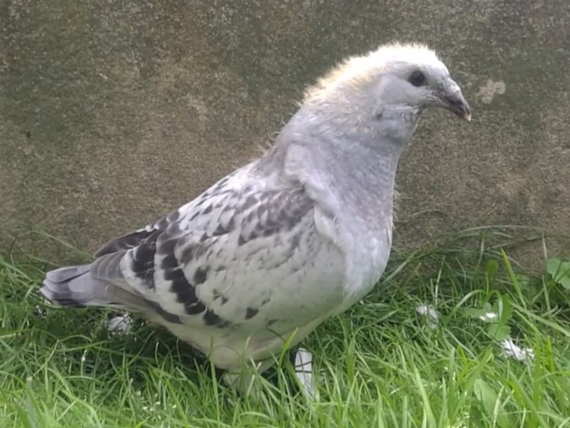  - g- MLODE-2020 - Youth