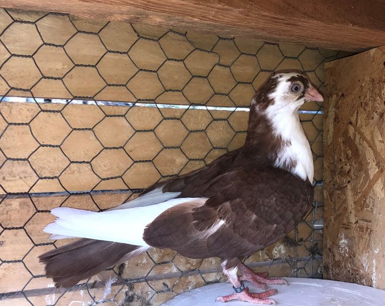 8773  femelă  2020 - Plecați ALBUM 3