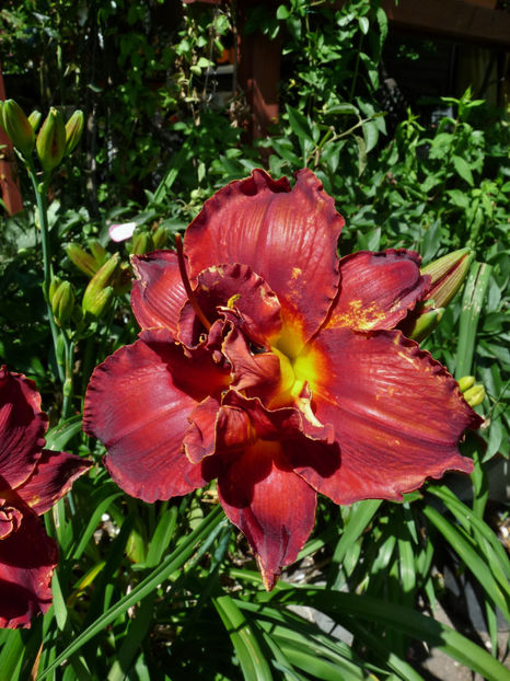  - Hemerocallis