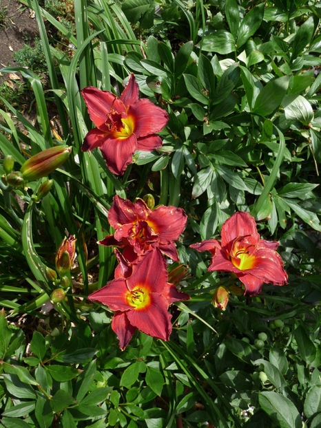  - Hemerocallis