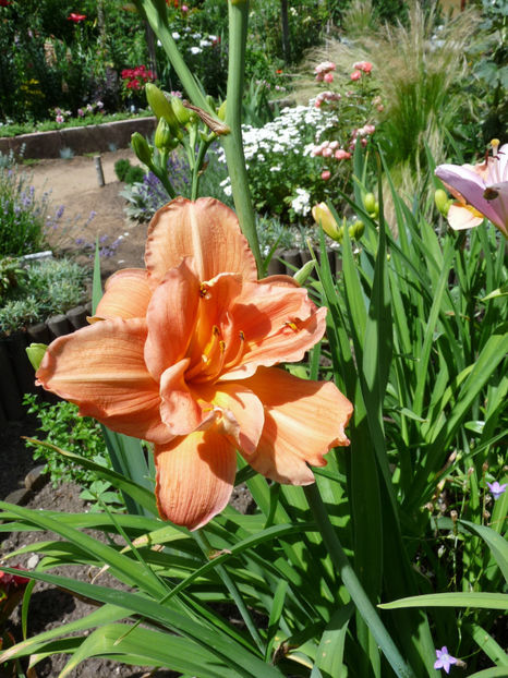  - Hemerocallis