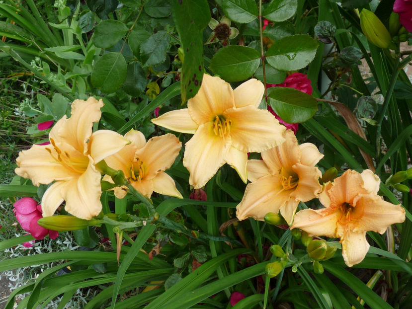  - Hemerocallis