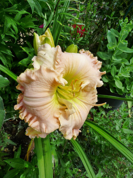 - Hemerocallis