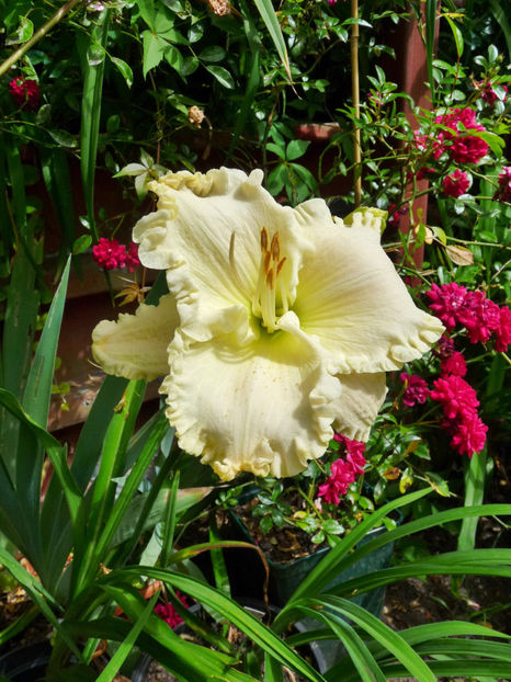  - Hemerocallis