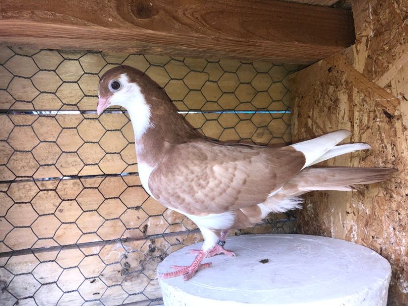 8790  mascul  2020 - Plecați ALBUM 3