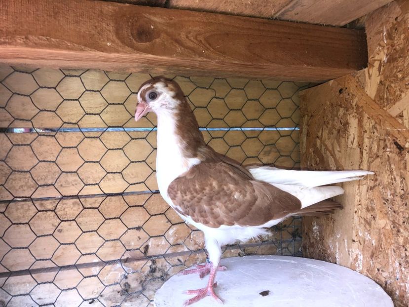 8776  femelă  2020 - Plecați ALBUM 3