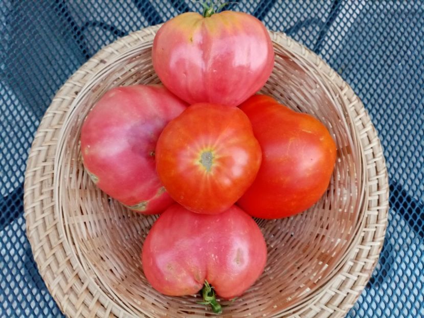 ROZOV BLYAN-ZAZERA RED - TOMATE 2020 ALBUM 15