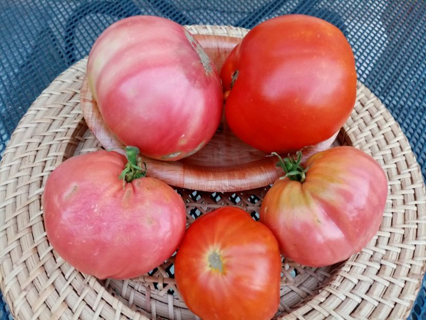  - TOMATE 2020 ALBUM 15