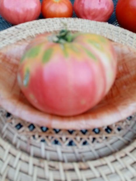  - TOMATE 2020 ALBUM 15