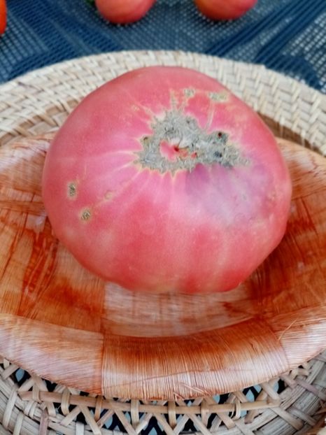  - TOMATE 2020 ALBUM 15