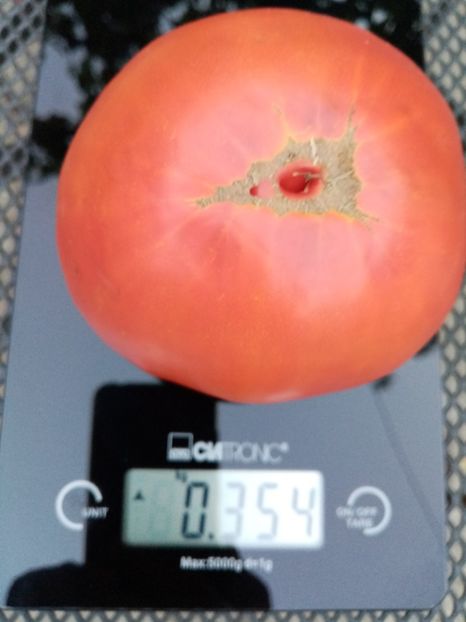  - TOMATE 2020 ALBUM 15