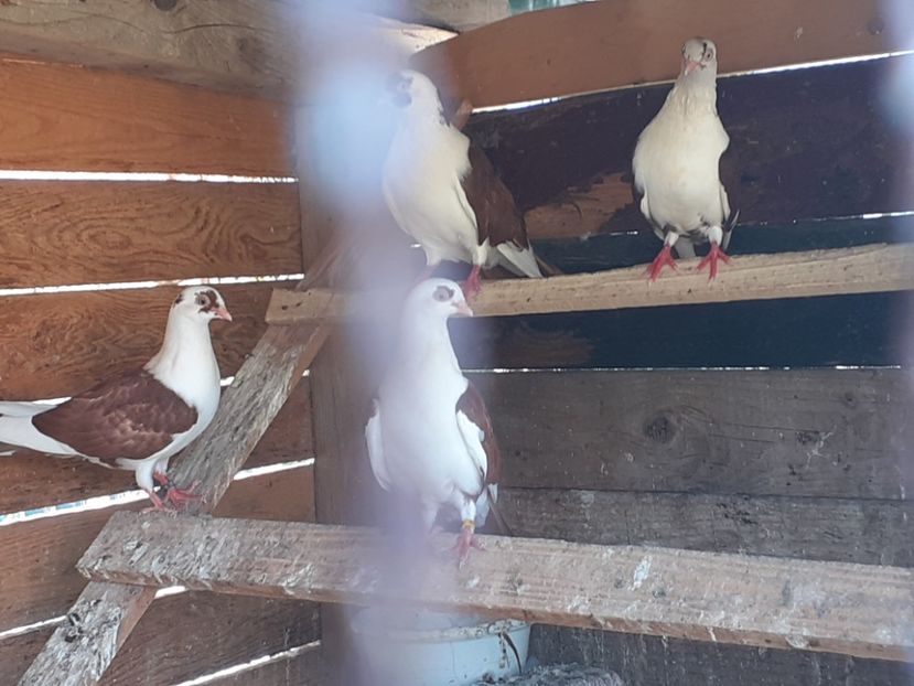 Pui si batrani - 7- Jucatori de galati