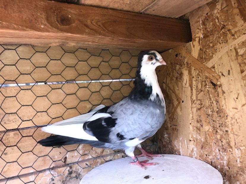 8672  mascul  2020 - Plecați ALBUM 3