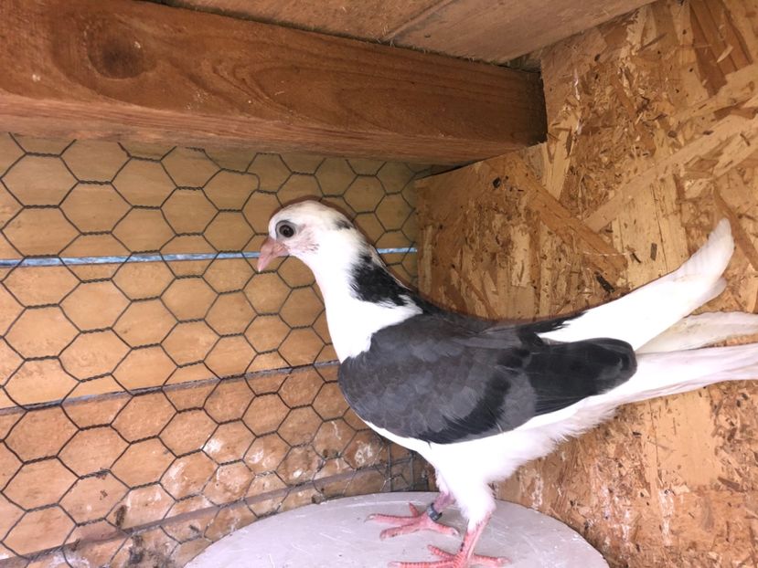 23006  femelă. 2020 - Plecați ALBUM 3