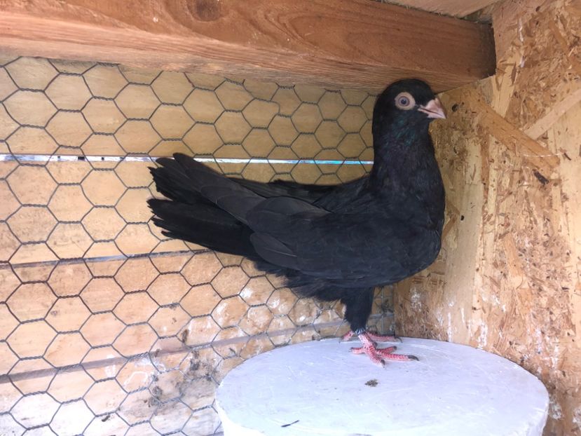 8701  femelă  2020 - Plecați ALBUM 3