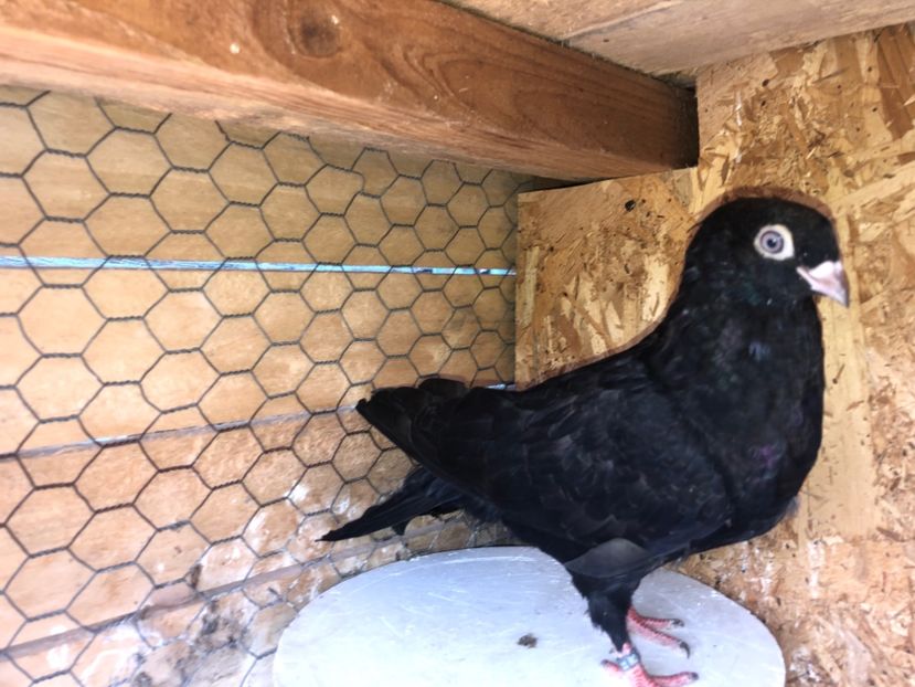 8702  mascul  2020 - Plecați ALBUM 3