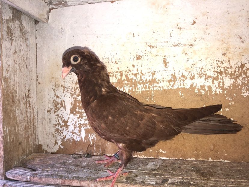 8785  mascul  2020 - Plecați ALBUM 3