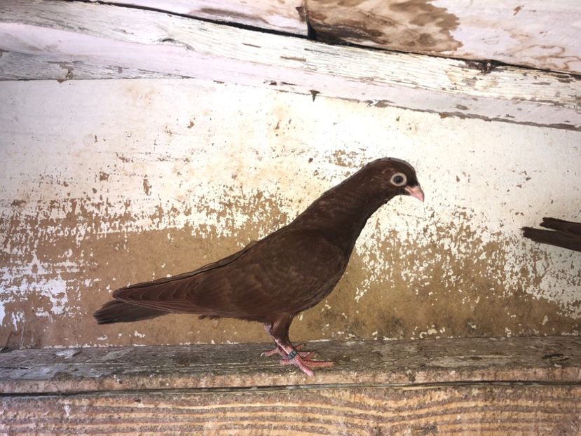 8786  femelă  2020 - Plecați ALBUM 3