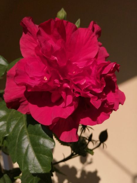  - Balsam pentru suflet
