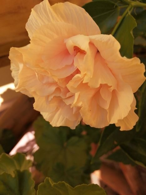  - Balsam pentru suflet