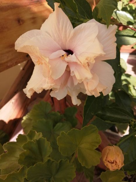  - Balsam pentru suflet