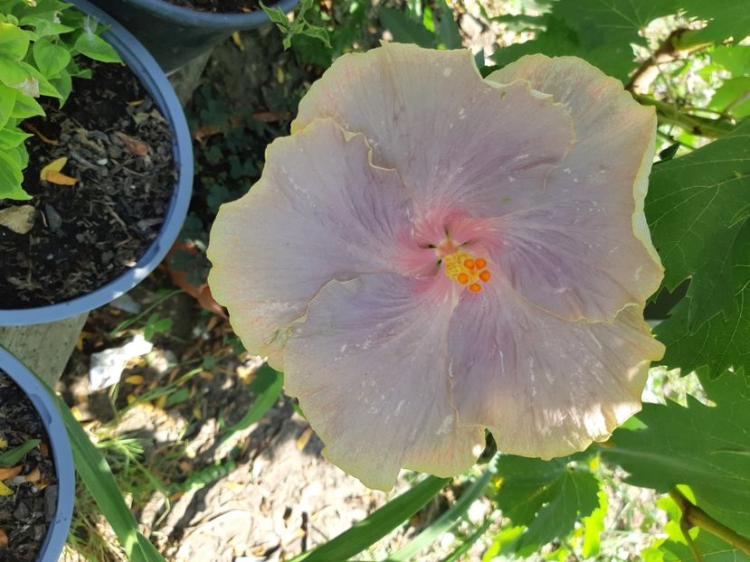  - YyDps shades of colors