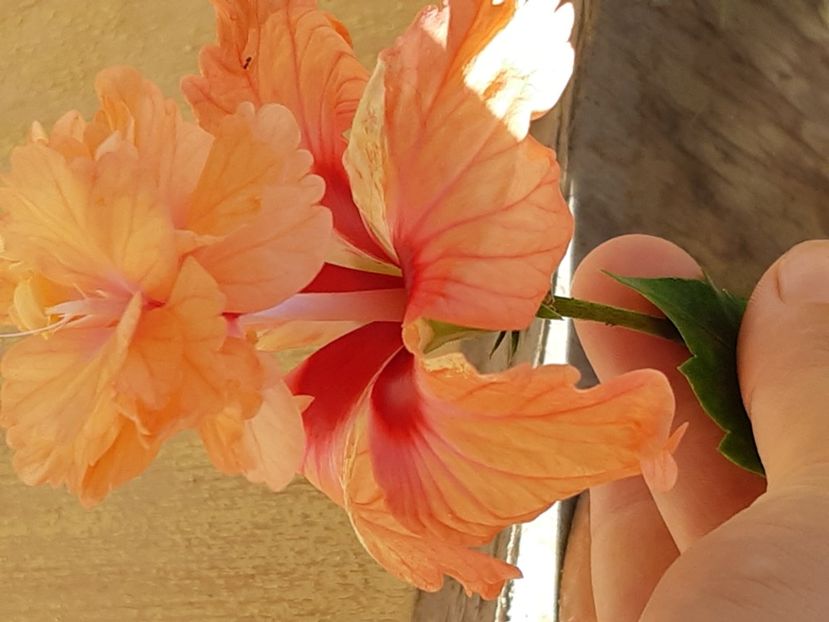  - El capitolo oringe